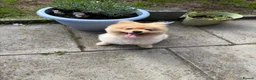 Pomeranian dogs for sale: 2 year old Pomeranian boy for sale  in Widnes - Advert 5