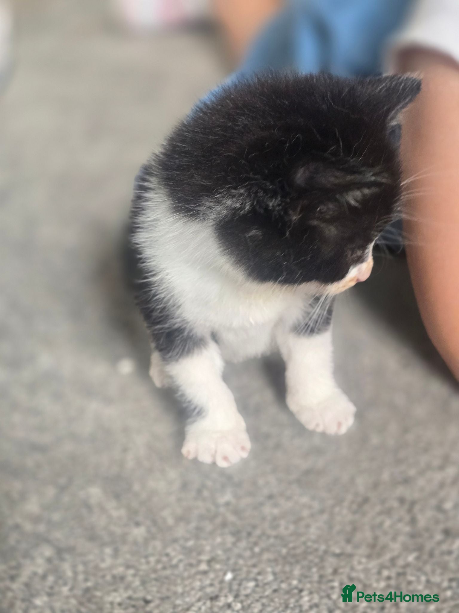 Mixed Breed cats Meet our orphans ❤️ - Advert 22