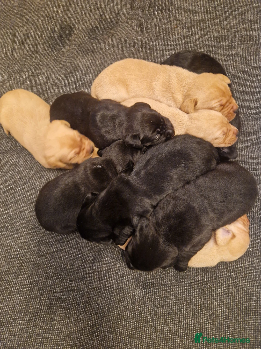 Labrador Retriever dogs for sale: Labrador puppies  - Advert 8