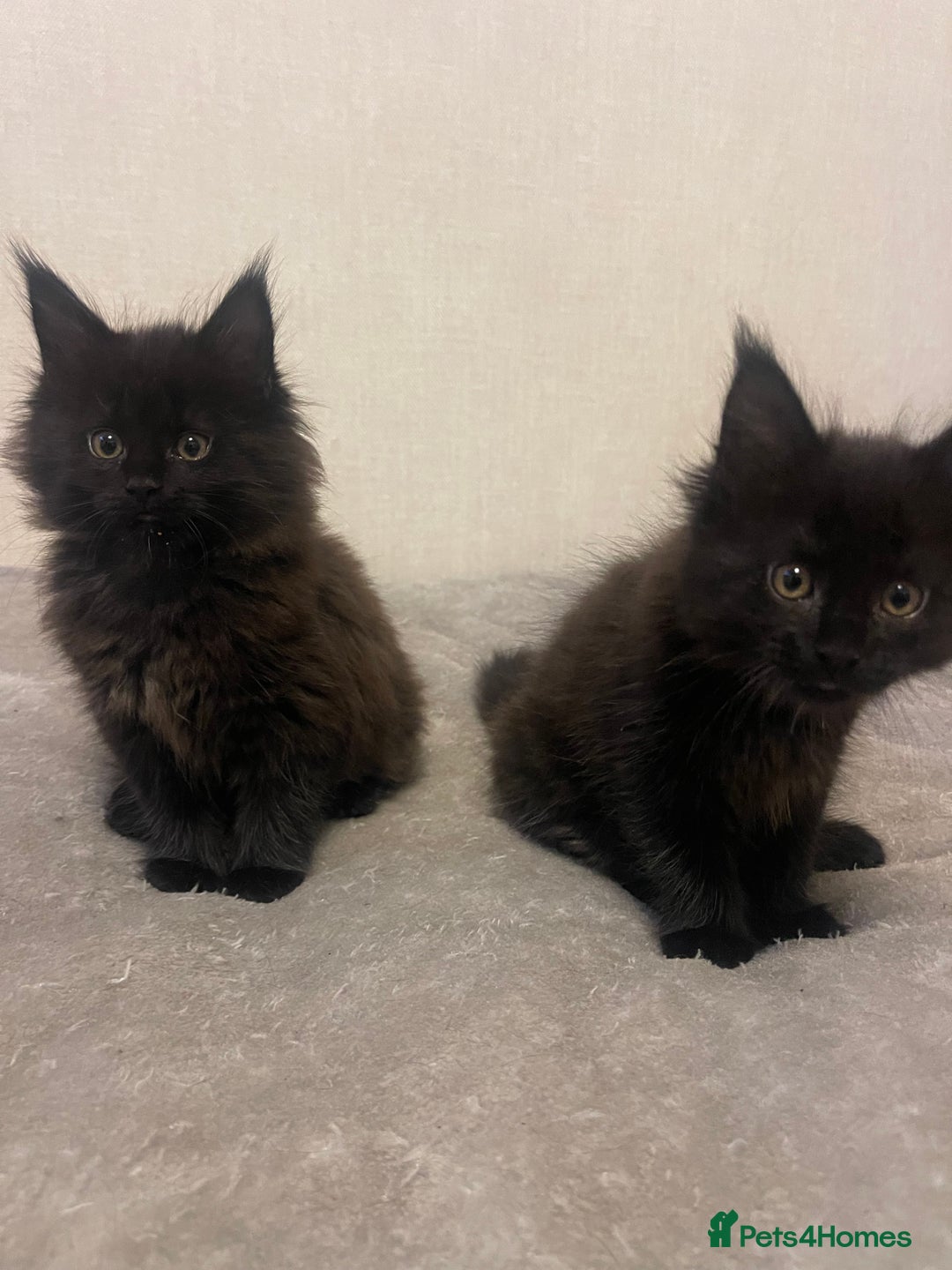 Maine Coon cats for sale: Main coon kitten - Advert 4