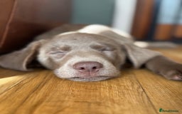 Labrador Retriever dogs for sale: 🩶 Silver & Charcoal Labrador Puppies - Image 17