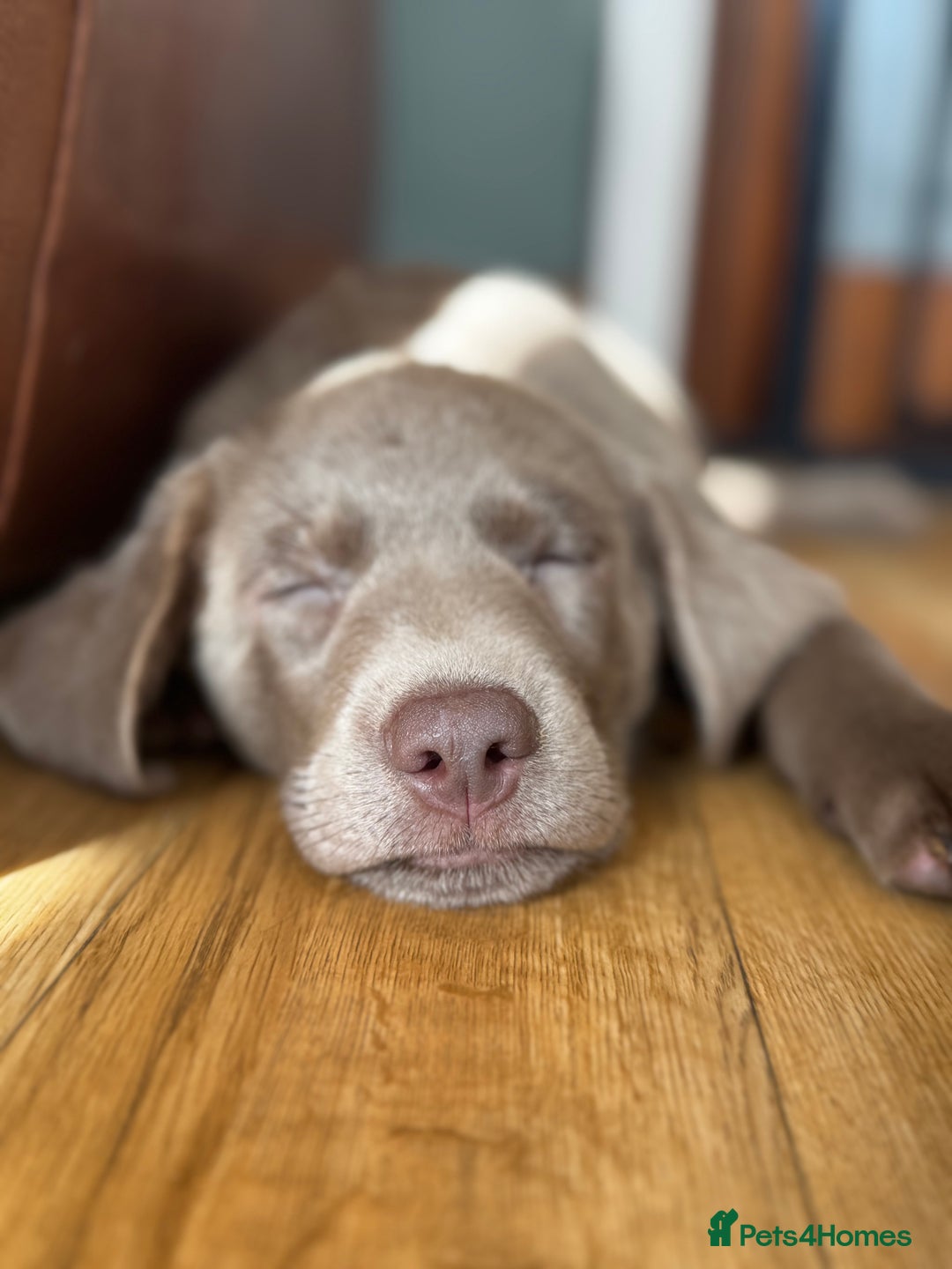 Labrador Retriever dogs for sale: 🩶 Silver & Charcoal Labrador Puppies - Image 17