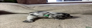 Mr Blue Merle