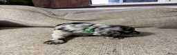 Double Doodle dogs for sale: Adorable Double Doodles - blue Merle, choc, black - Advert 20