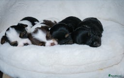 Yorkshire Terrier dogs for sale: Colorful Yorkshire Terrier puppies for sale - Image 16