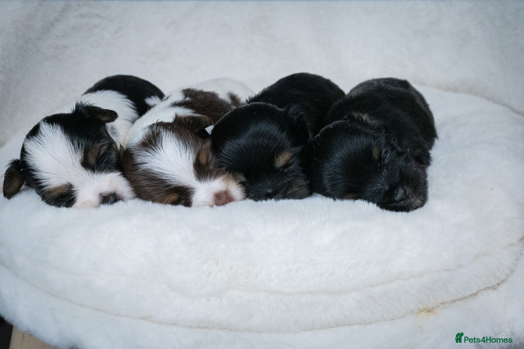 Yorkshire Terrier dogs for sale: Colorful Yorkshire Terrier puppies for sale - Image 16