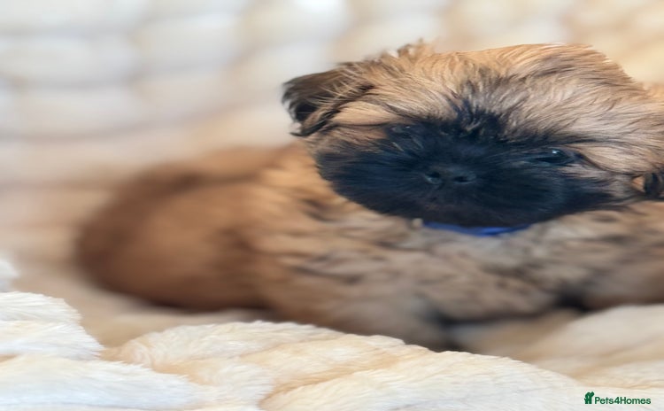 Shih Tzu dogs - Advert 4