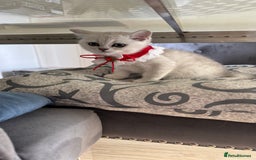 Scottish Fold cats for sale: Scottish Straight Girl  - Image 10