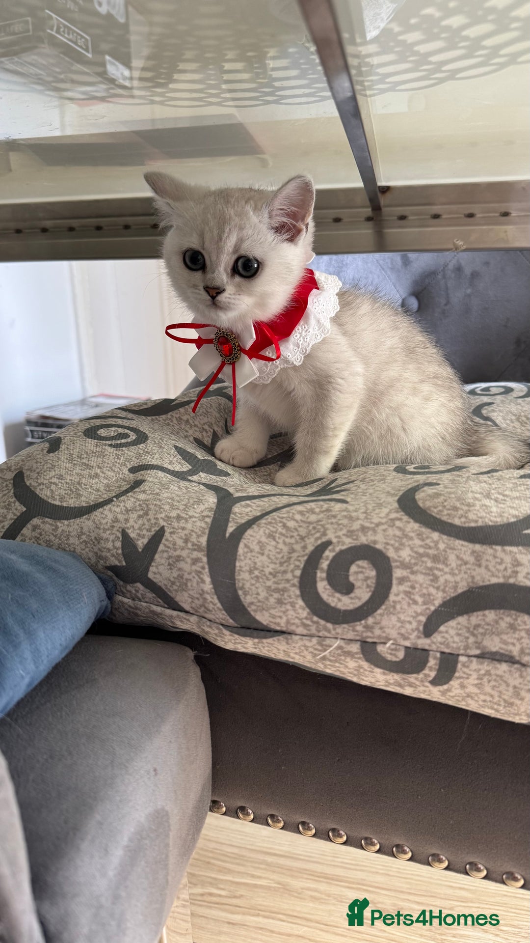 Scottish Fold cats for sale: Scottish Straight Girl  - Image 10