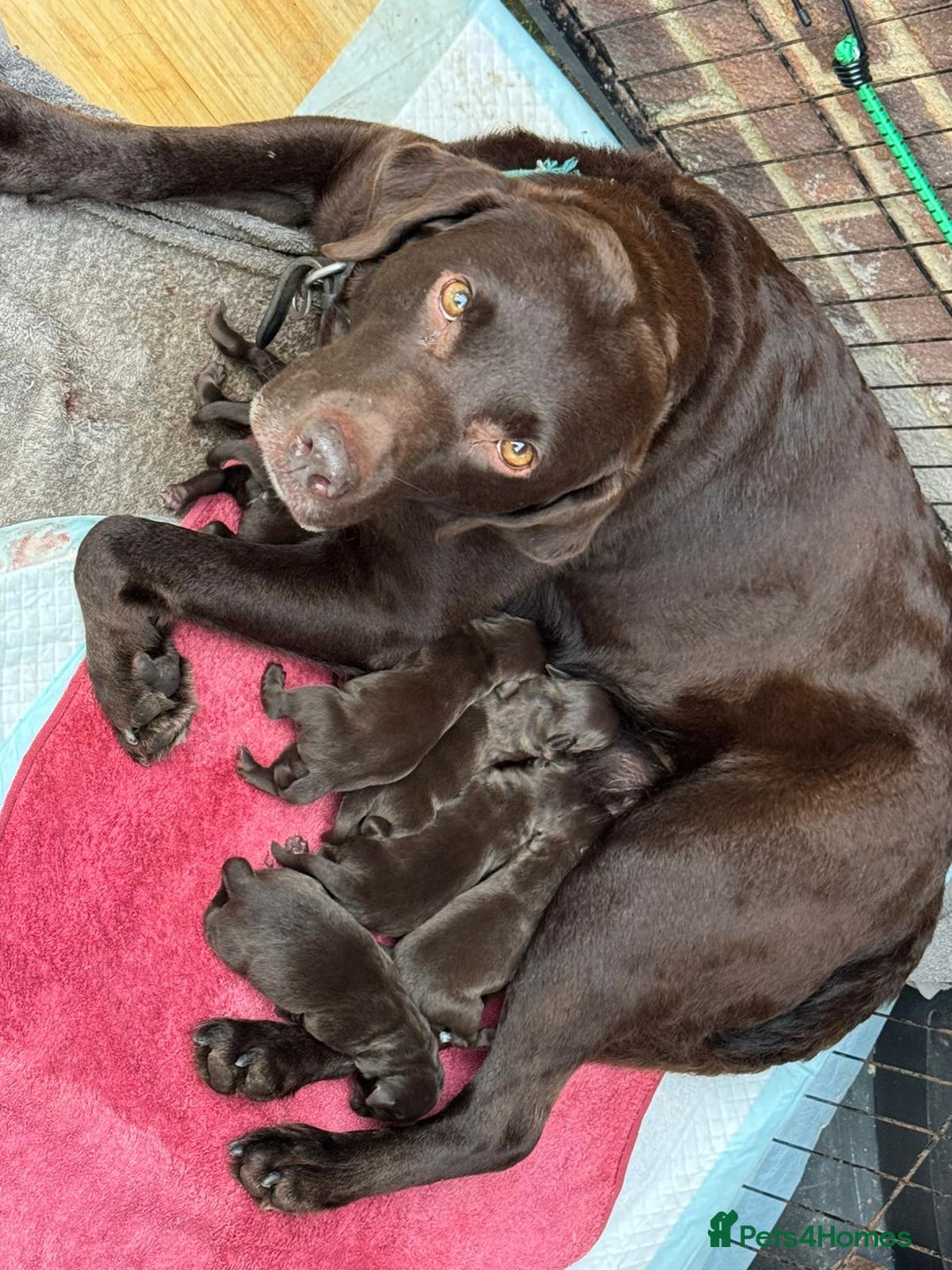 Labrador Retriever dogs for sale: Chunky Chocolate Labrador Puppies - Advert 4