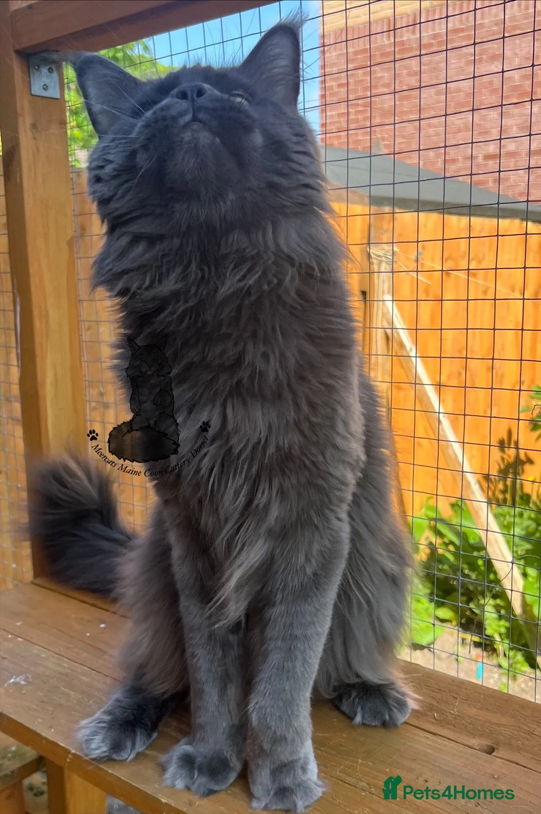 Maine Coon cats for sale: XXL male Maine Coon boy blue sweet ex stud  - Advert 4