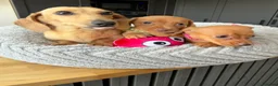 Miniature Dachshund dogs for sale: Kanninchen size Smooth Coat Dachshund Puppies - Advert 5