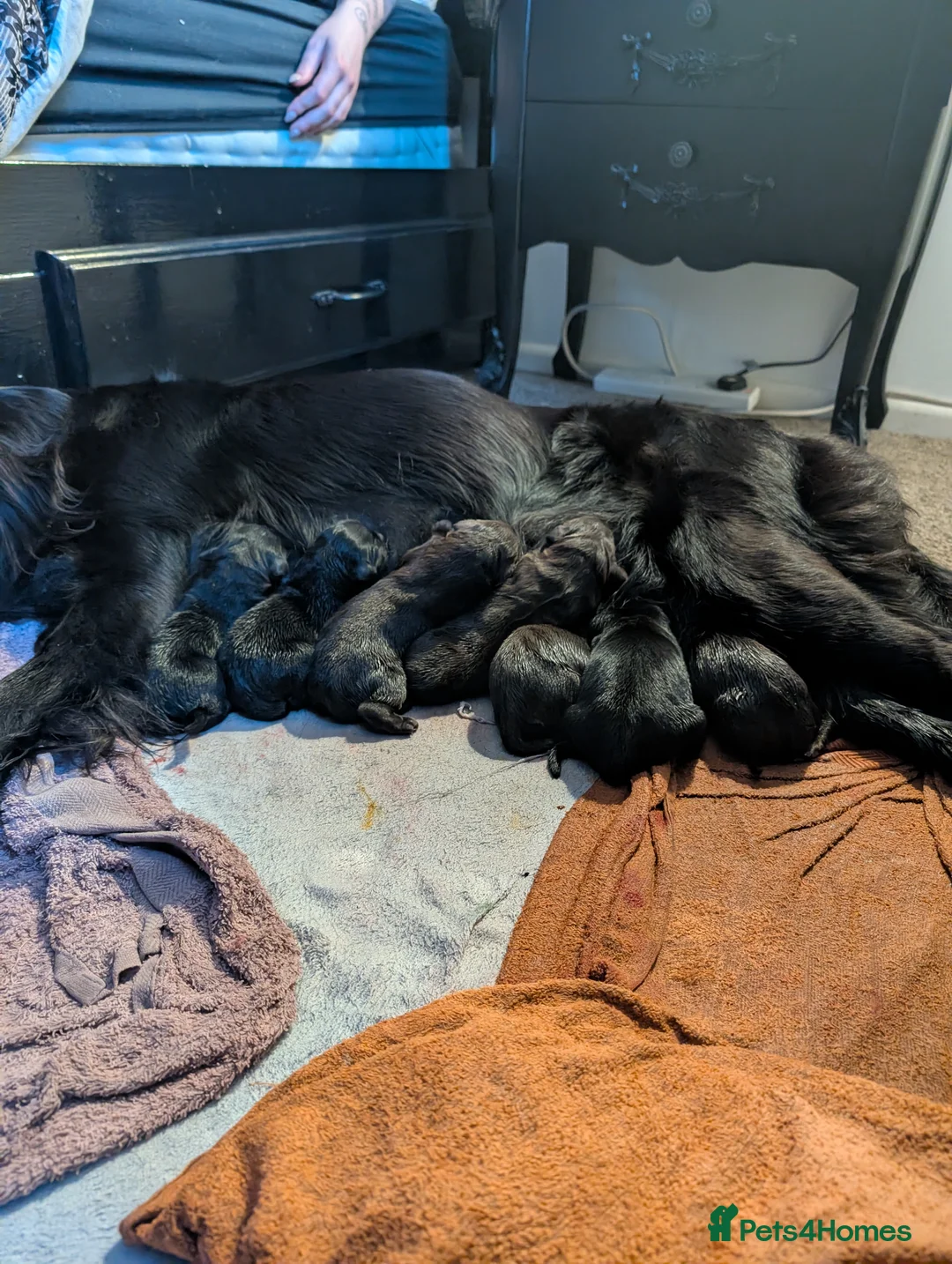 Flat coated Retriever dogs for sale: Gorgeous flat coated retriever pups liver + black - Advert 4