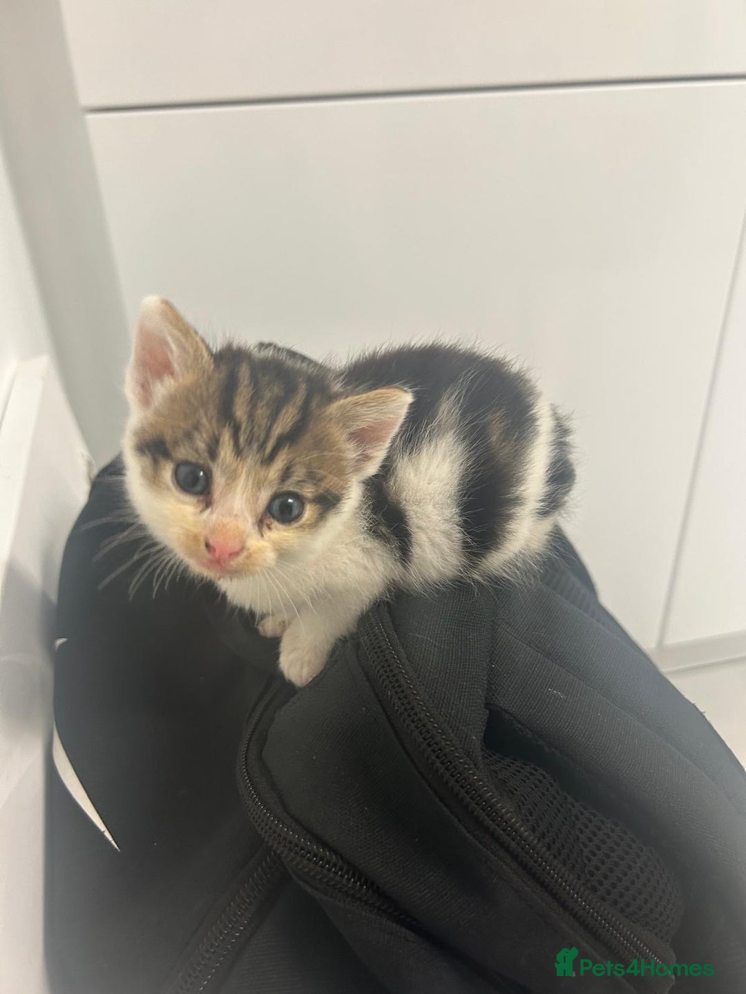 British Longhair cats for sale: North london kittens - Image 5
