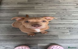 Mixed Breed dogs for sale: Staffy x  - Image 7