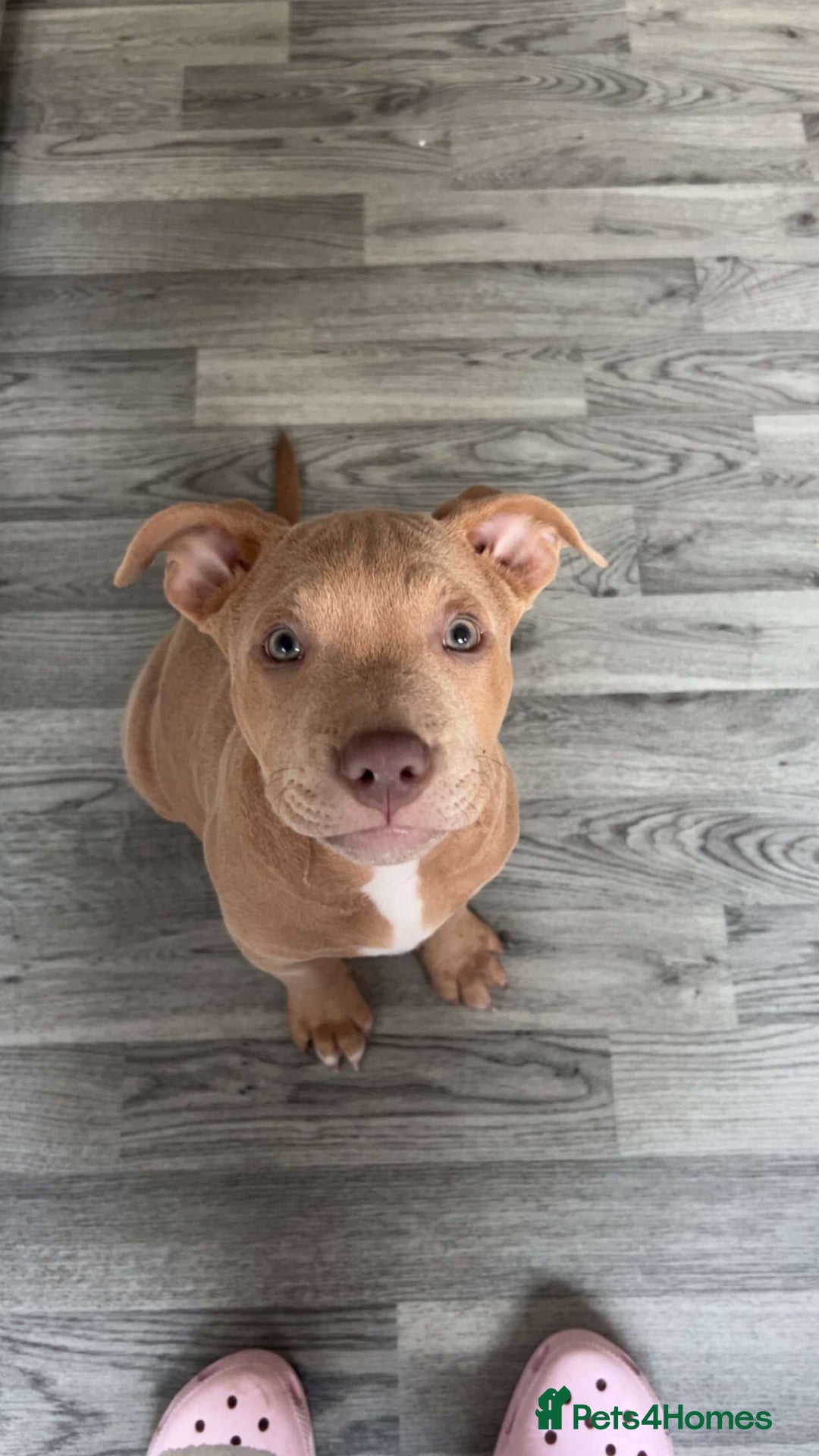 Mixed Breed dogs for sale: Staffy x  - Image 7