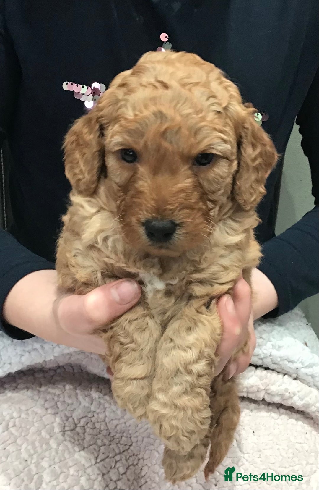 Labradoodle dogs for sale: 5* MINI F1B LABRADOODLE PUPPIES. - Advert 23