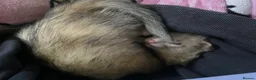 Ferret rodents for sale: Two brother ferrets for sale - Advert 14