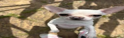 Chihuahua dogs for sale: Chihuahua for sale  - Advert 1