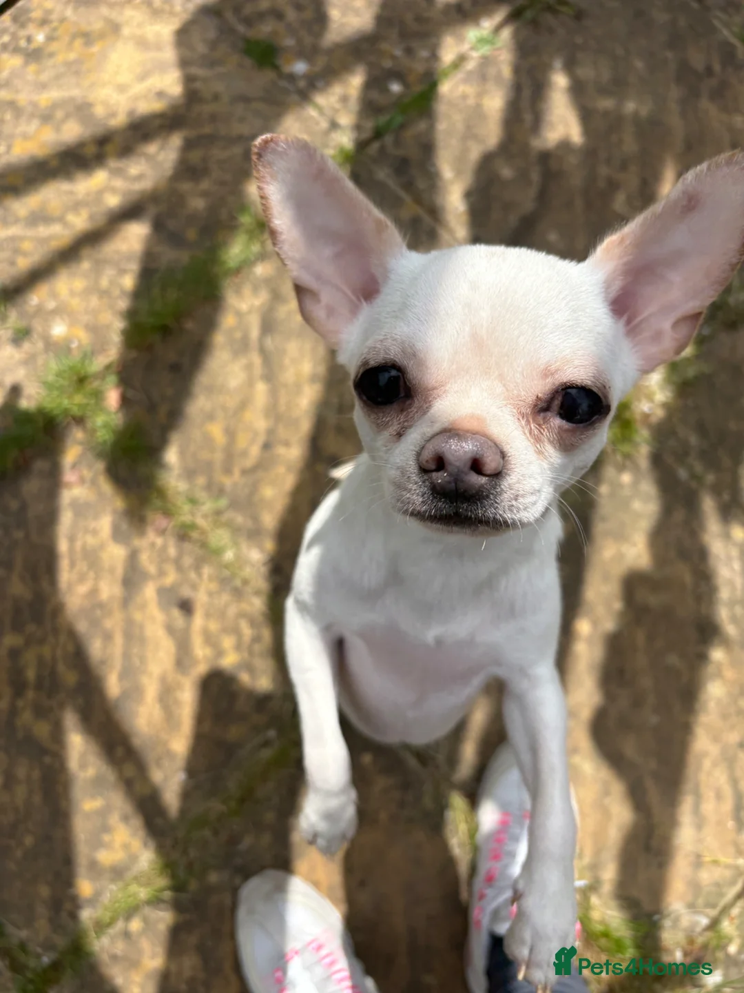 Chihuahua dogs for sale: Chihuahua for sale  - Advert 1