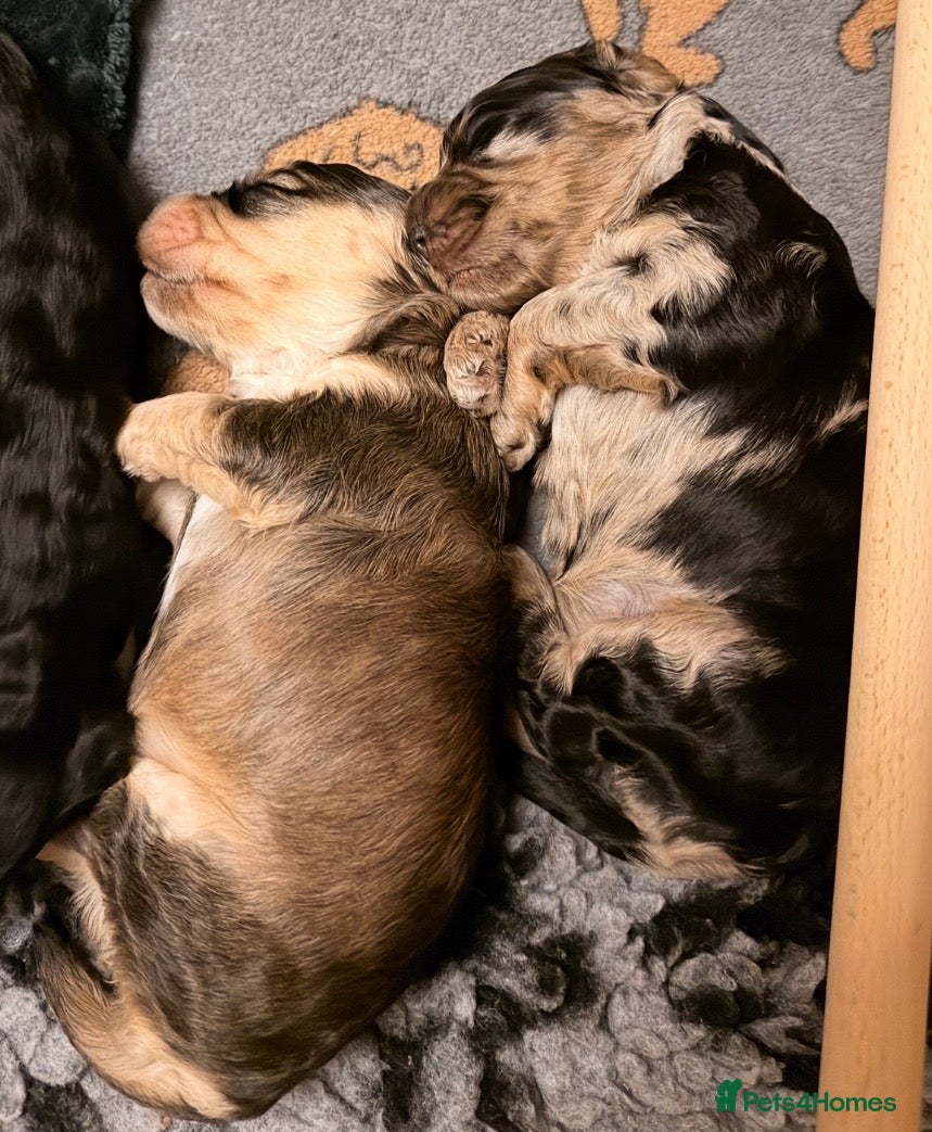 Cockapoo dogs F1 Cockapoo Puppies - Advert 15