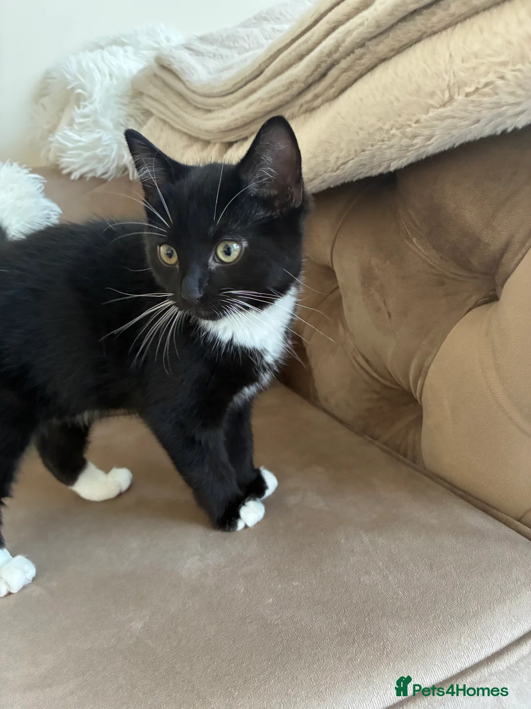 Mixed Breed cats for sale: two domestic kittens - Advert 6