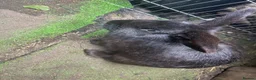 Mixed Breed rabbits for sale: Male rabbit - Advert 2