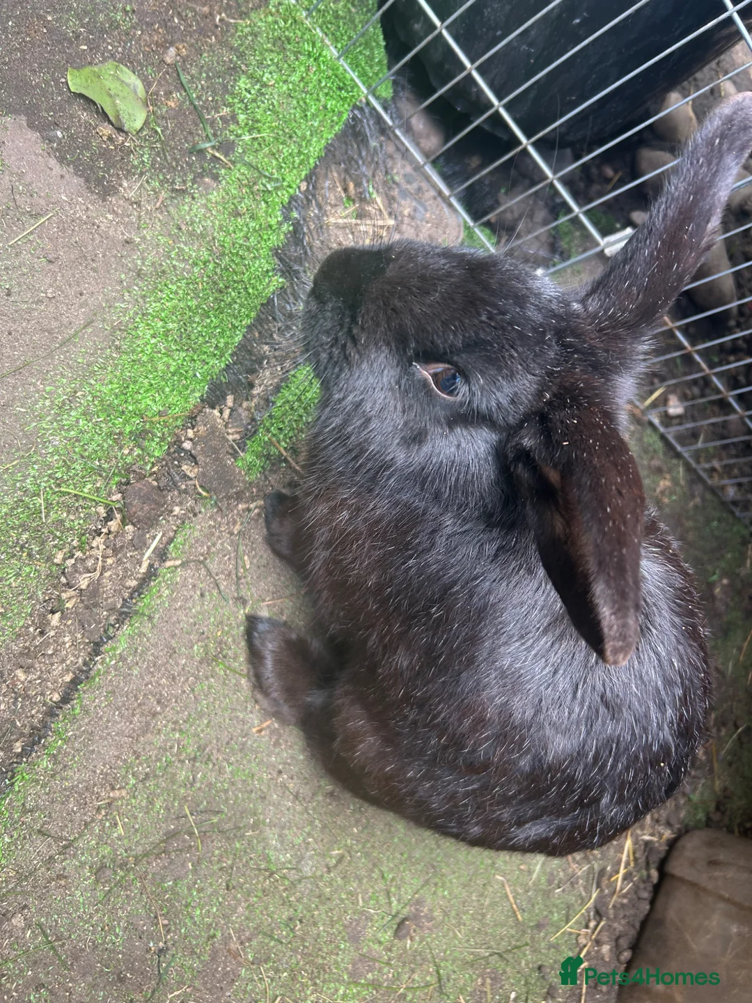 Mixed Breed rabbits for sale: Male rabbit - Advert 2