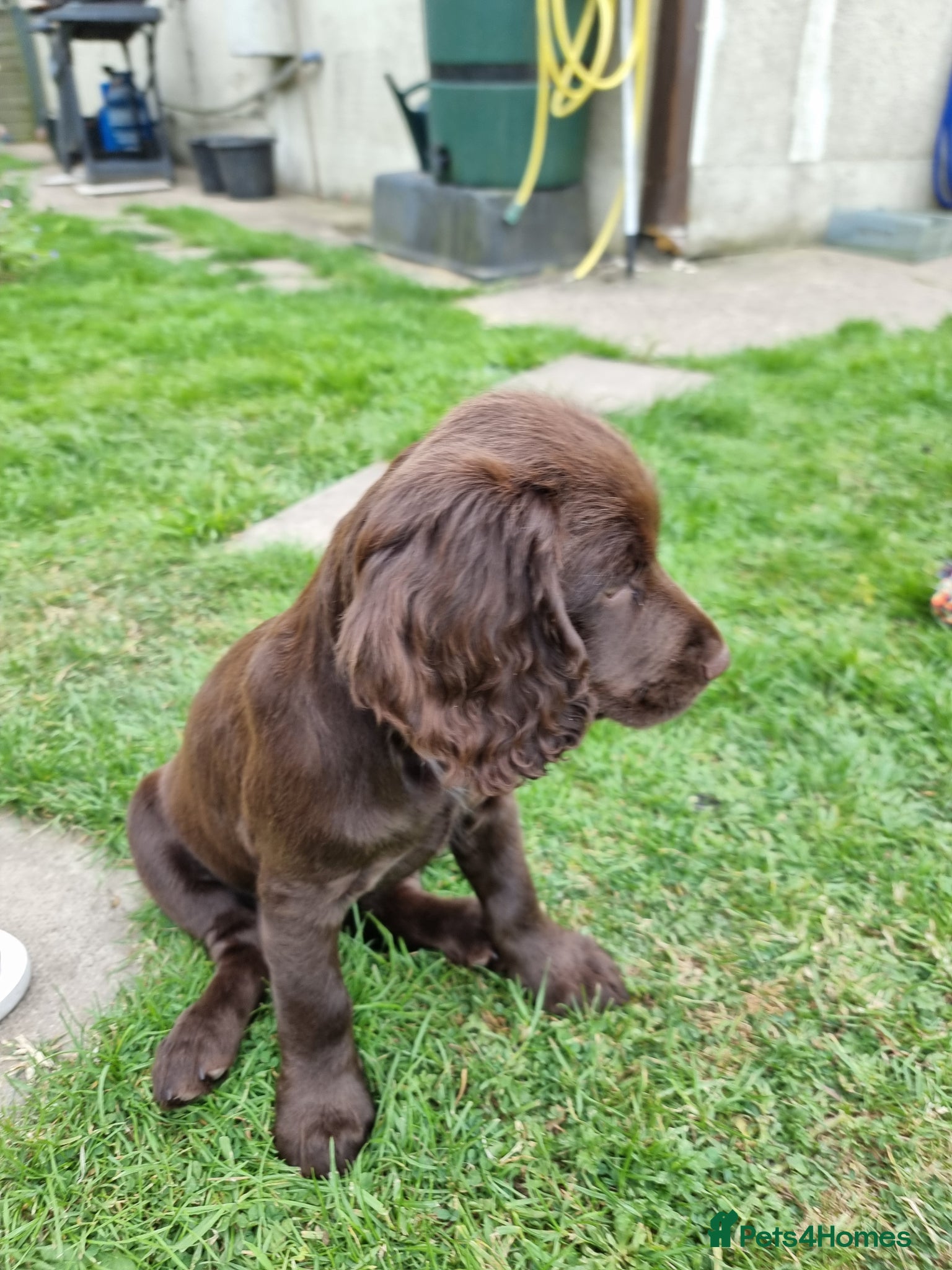 Cocker Spaniel dogs for sale: Cocker pup Molly is ready now  - Advert 2
