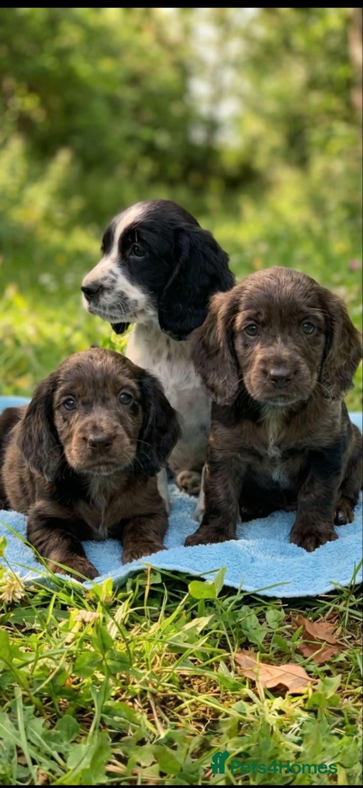 Cocker Spaniel dogs for sale: Cocker spaniel  show type - Advert 1