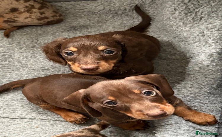 Miniature Dachshund dogs - Advert 2