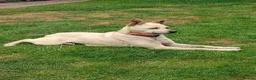 Mixed Breed dogs for adoption: ❤️ CARAMEL & ❤️STELLA – SISTERS IN MISFORTUNE - Advert 22