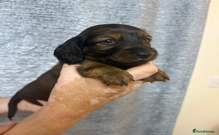 Miniature Dachshund dogs - Advert 4
