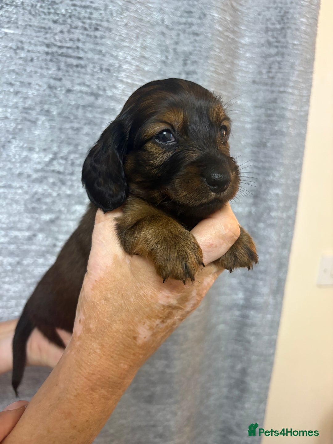 Miniature Dachshund dogs for sale: Amazing Champ Bloodlines Mini Dachshunds ✨ - Image 1