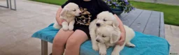 Golden Retriever dogs for sale: CREAM GOLDEN RETRIEVER PUPPIES - Advert 7