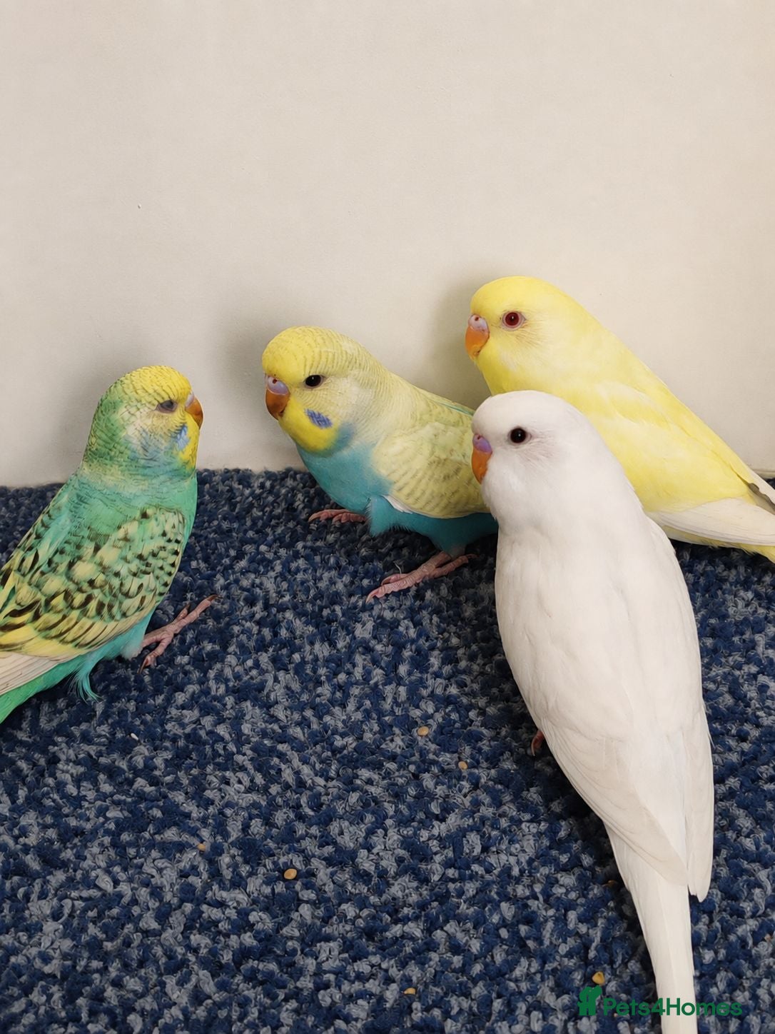 Budgerigars birds Budgies 2 Months old  - Advert 14