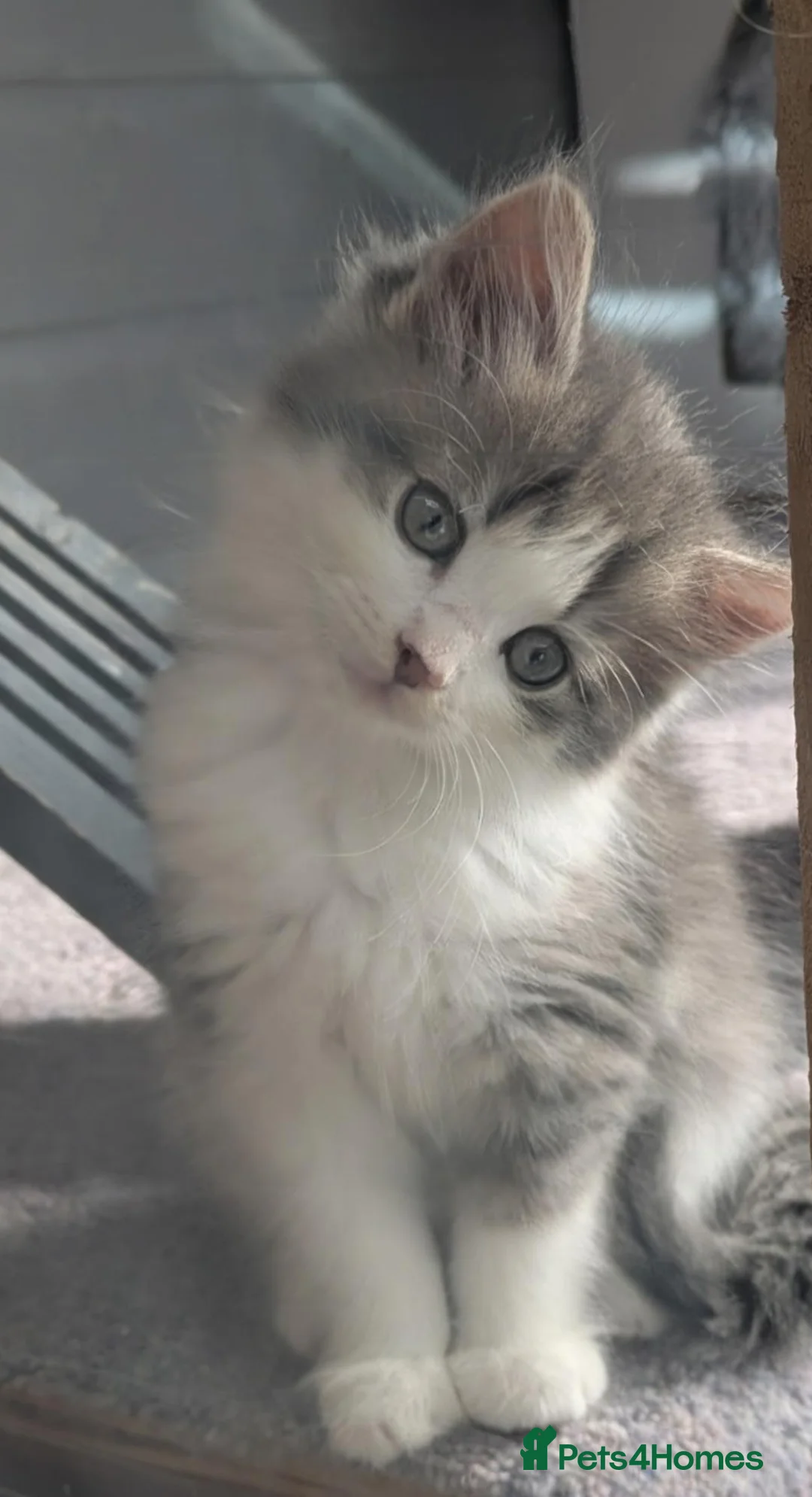 Maine Coon cats for sale: !!READY NOW last Boy!! - Advert 2