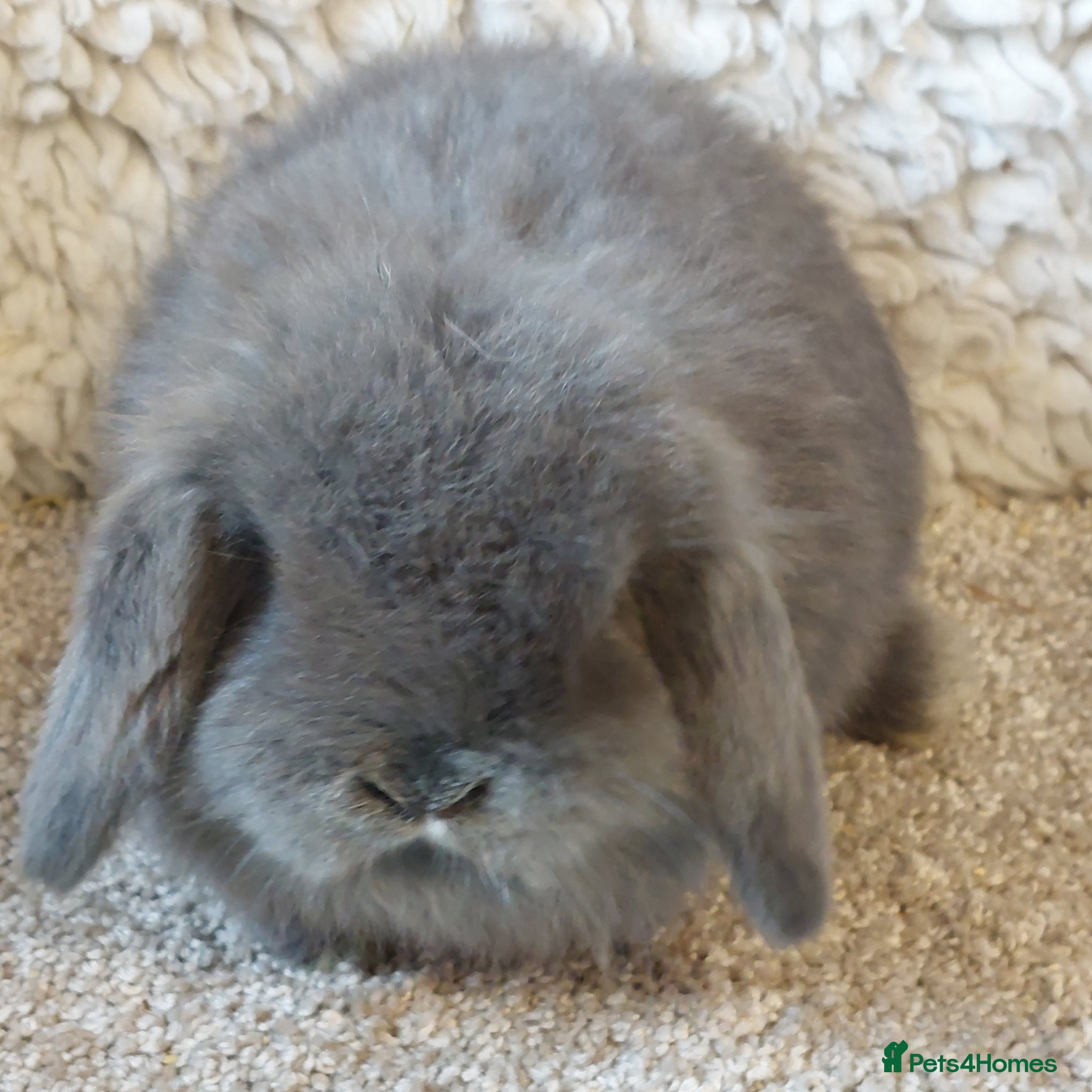 Mini Lop rabbits Baby minilop babys ready to reserve  - Advert 10