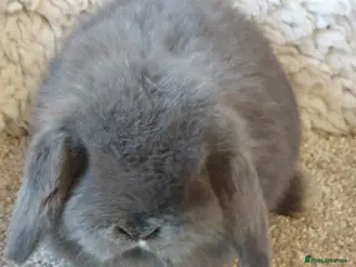 Mini Lop rabbits Baby minilop babys ready to reserve - Advert 10