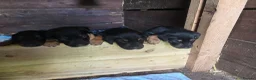 Huntaway dogs for sale: New Zealand Huntaway pups in Lochgilphead - Advert 9