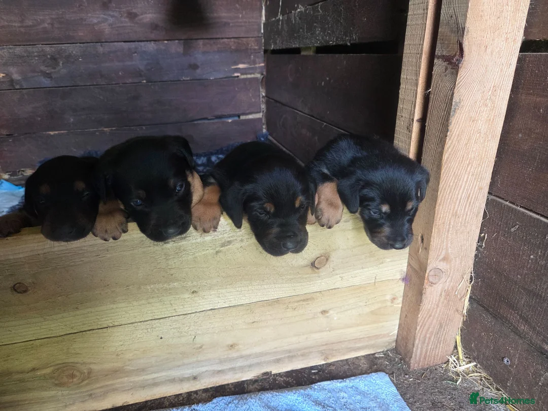 Huntaway dogs for sale: New Zealand Huntaway pups in Lochgilphead - Advert 9