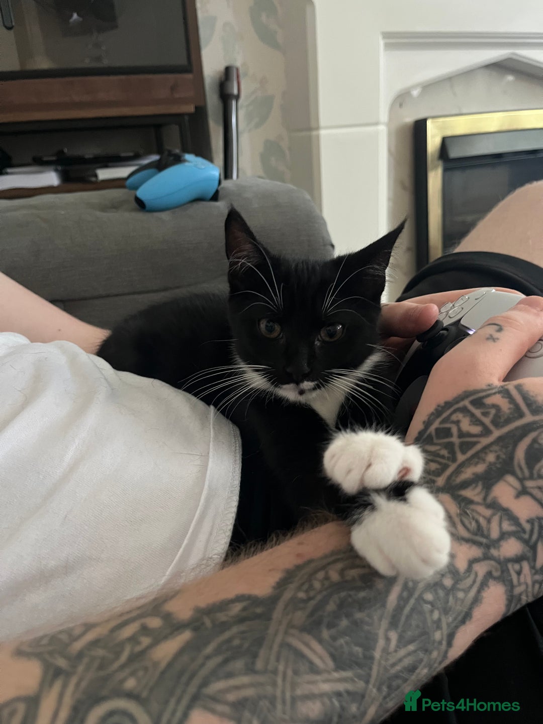 Maine Coon cats for sale: 3/4Month old Kitten 50% Maine coon 50% Mixed - Image 8