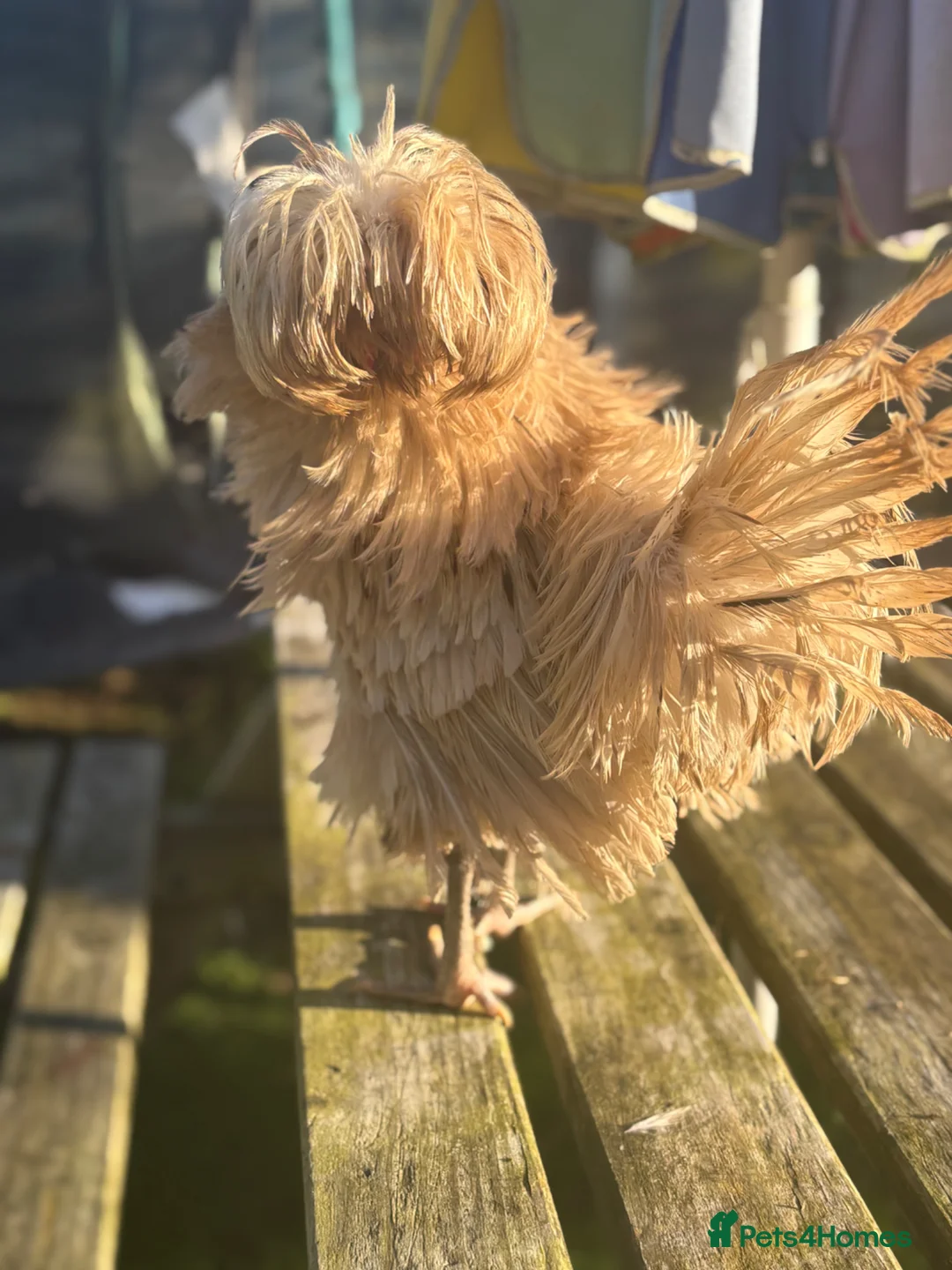 Chickens poultry for sale: Polish Frizzle Rooster - Advert 2