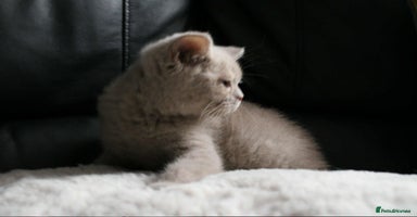 British Shorthair cats - Advert 13