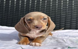 Miniature Dachshund dogs for sale: READY NOW STUNNING MIX KC MIN PRA CLR - Image 12