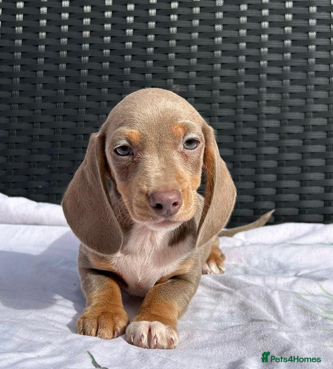 Miniature Dachshund dogs for sale: READY NOW STUNNING MIX KC MIN PRA CLR - Image 12