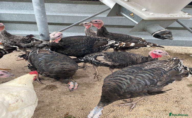 Turkeys poultry - Advert 2