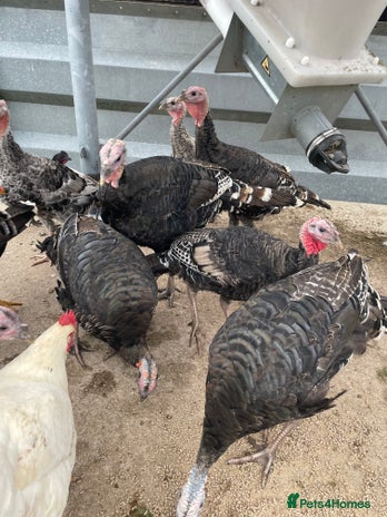 Turkeys poultry - Advert 14