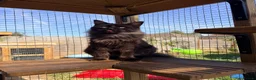 Maine Coon cats for sale: 1 year old black smoke female - Advert 3