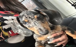 Miniature Dachshund dogs for sale: Miniature Daschand - Image 1